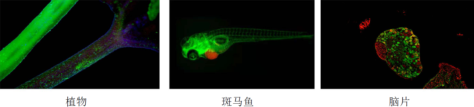 多种运用：.png